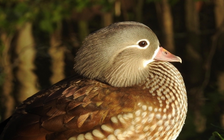 Exotische verschijning