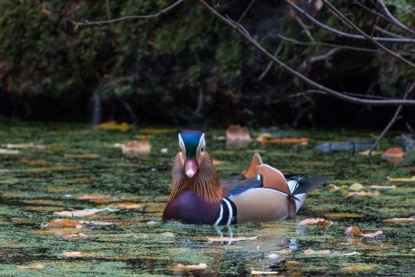 Face to face met een mandarijneend