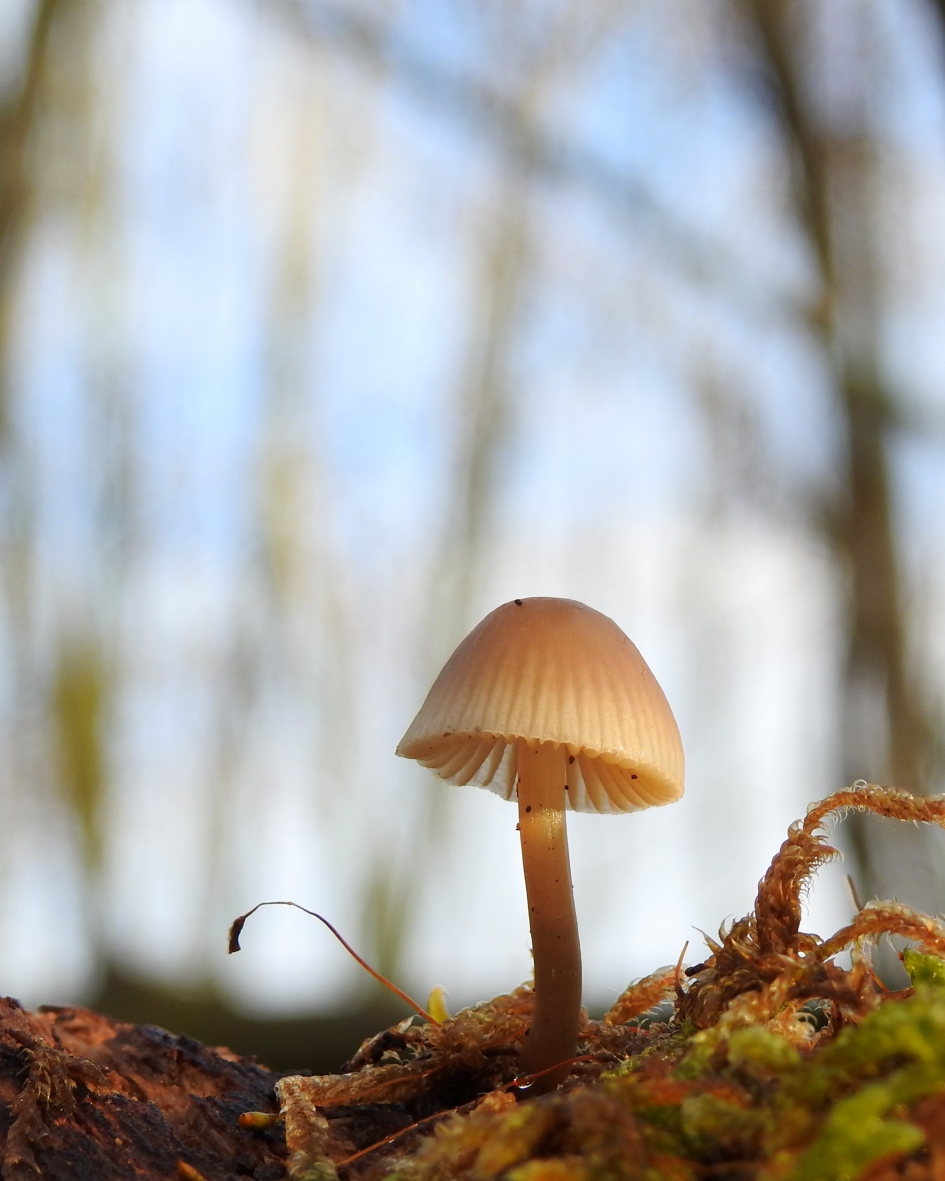 Fijntjes - Schimmels - Mycena