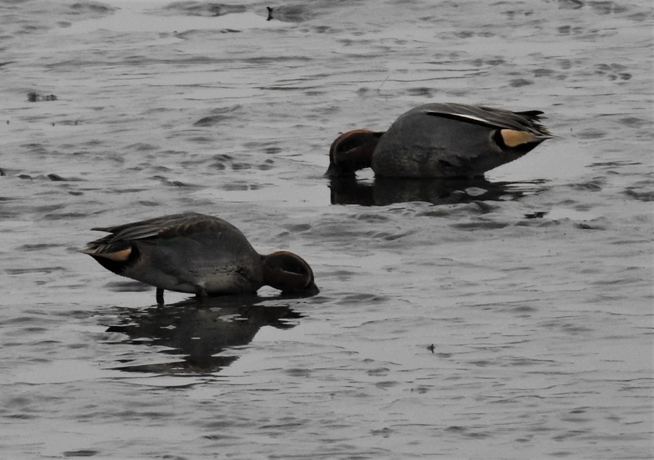 Foeragerende wintertalingen (man) - Vogels - Wintertaling