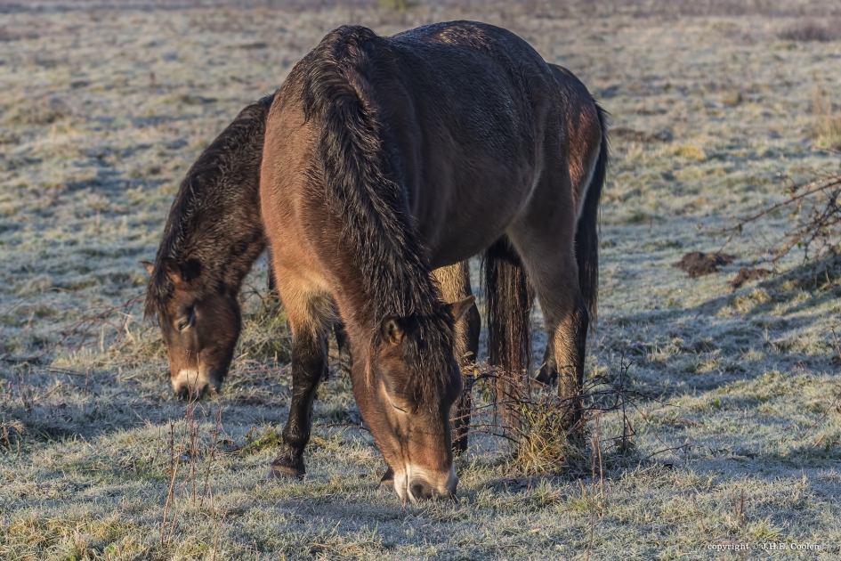 Fris eten 1 - Zoogdieren - Exmoorpony