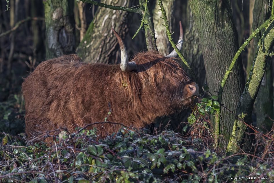 Fris eten 2 - Zoogdieren - Schotse hooglander