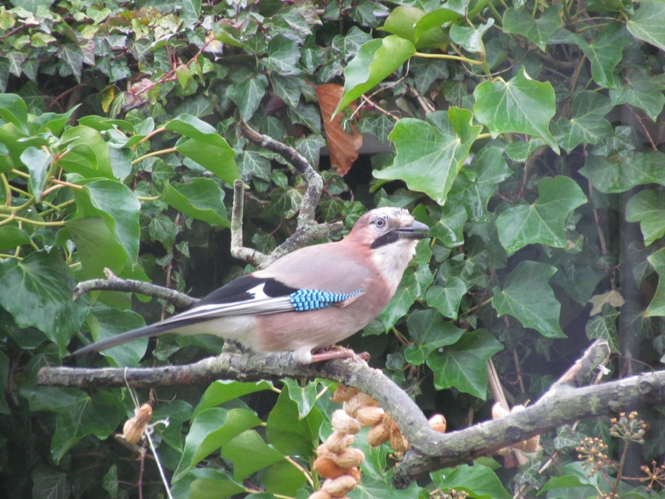 Gaai - Vogels - Gaai