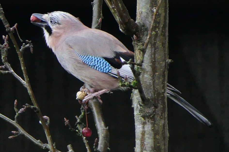 Gaai - Vogels - Gaai