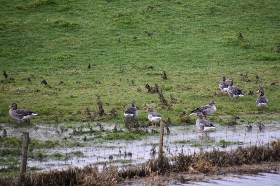 Grauwe ganzen - Vogels - 