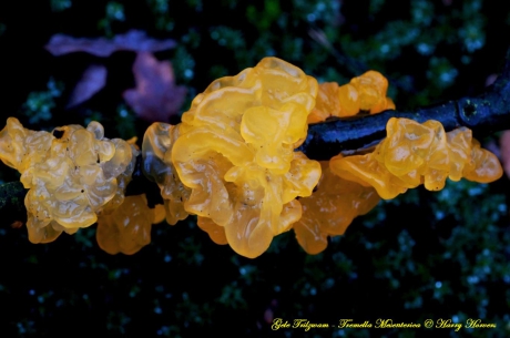 Gele Trilzwam ( Tremella Mesenterica)