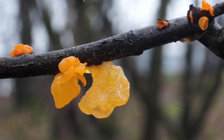 Gele Trilzwam ( Tremella Mesenterica) - Schimmels - Gele Trilzwam