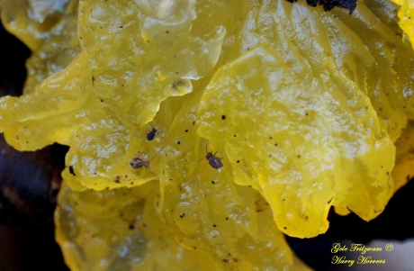 gele trilzwam met kleine beestjes.