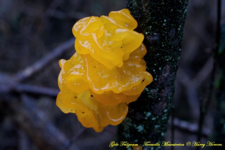 Gele Trilzwam (Tremella Mesenterica)