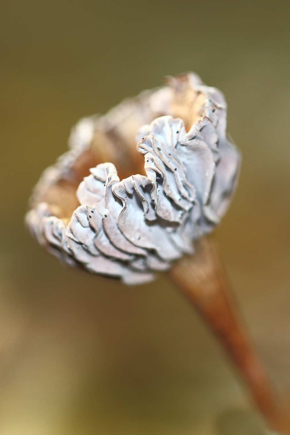 gerimpeld - Schimmels - 