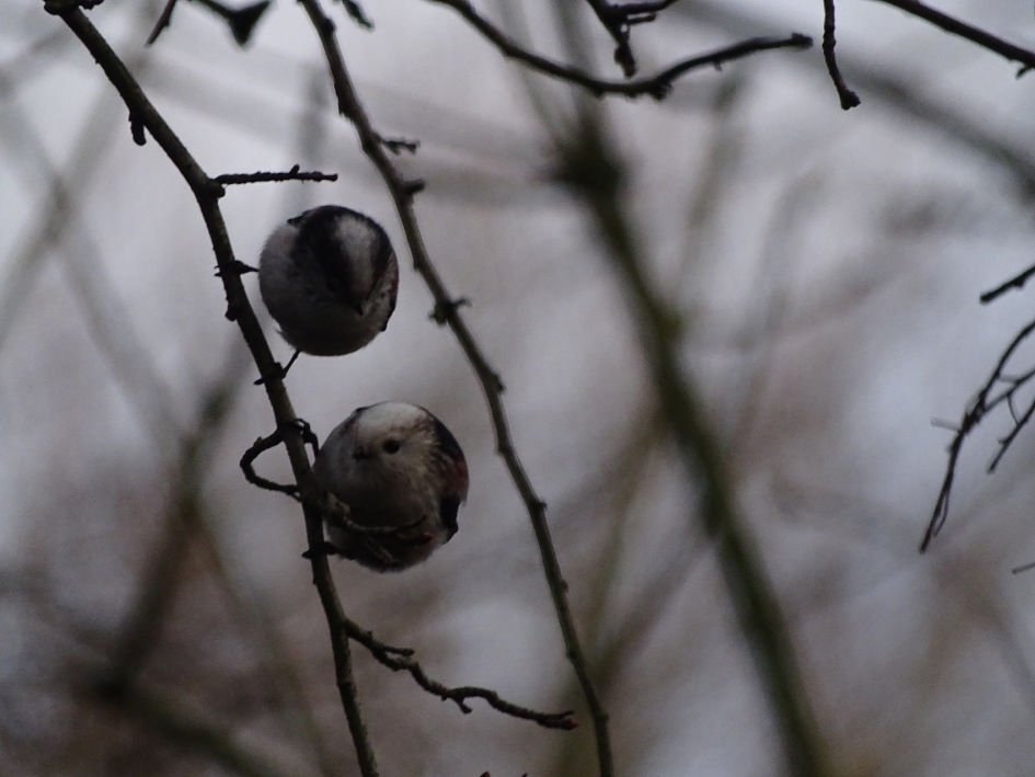 gewone staartmees met de witkoppige staartmees - Vogels - staartmees en witkoppige staartmees