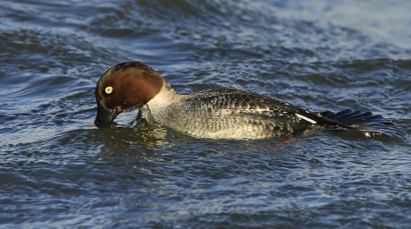 Goldeneye