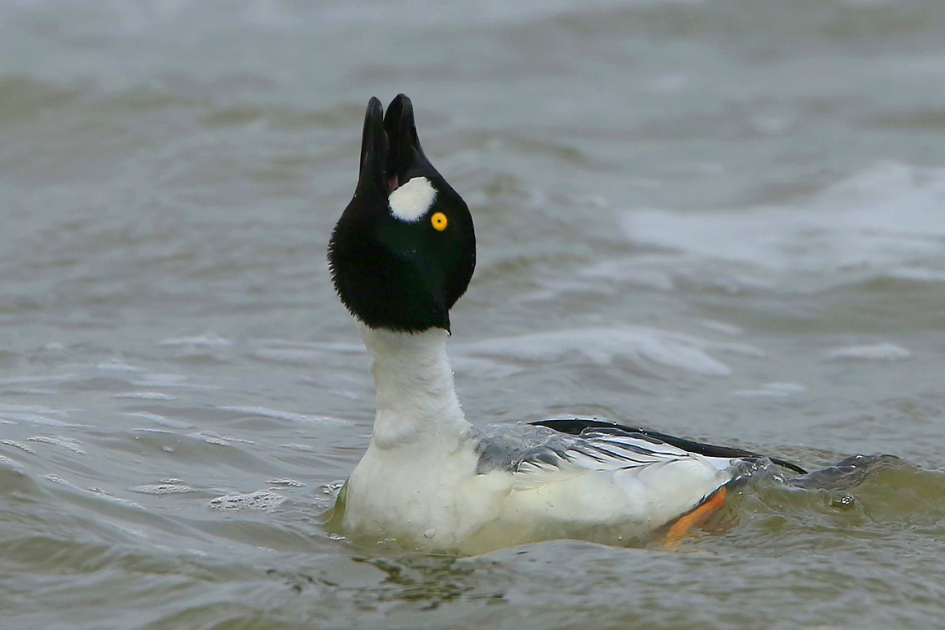 Goldeneye II - Vogels - Brilduiker