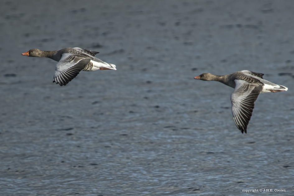 Grauw - Vogels - Grauwe gans