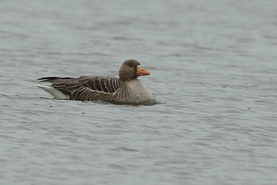 grauwe gans - Vogels - 