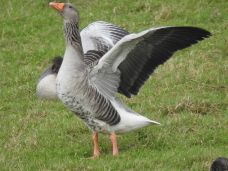 Grauwe gans rekt zich uit