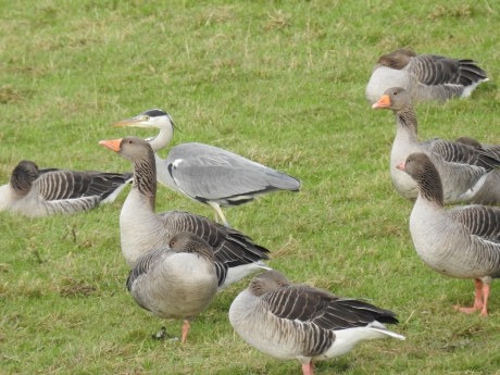 Grauwe reiger tussen de Grauwe ganzen