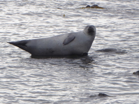 Grijze zeehond