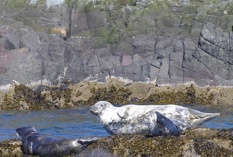 Grijze zeehond kijkt op - Zoogdieren - Grijze zeehond