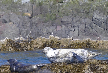 Grijze zeehond kijkt op