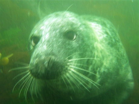 Grijze zeehond kruipt bij me op schoot