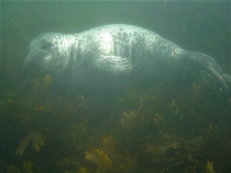 Grijze zeehond zwemt voorbij