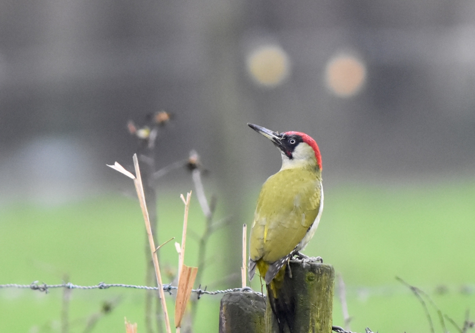 Groene Specht in Twente - Vogels - Groene Specht
