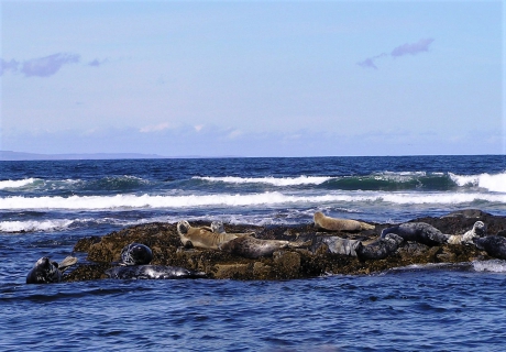 Groep Grijze zeehonden rust uit op de Farne Islands