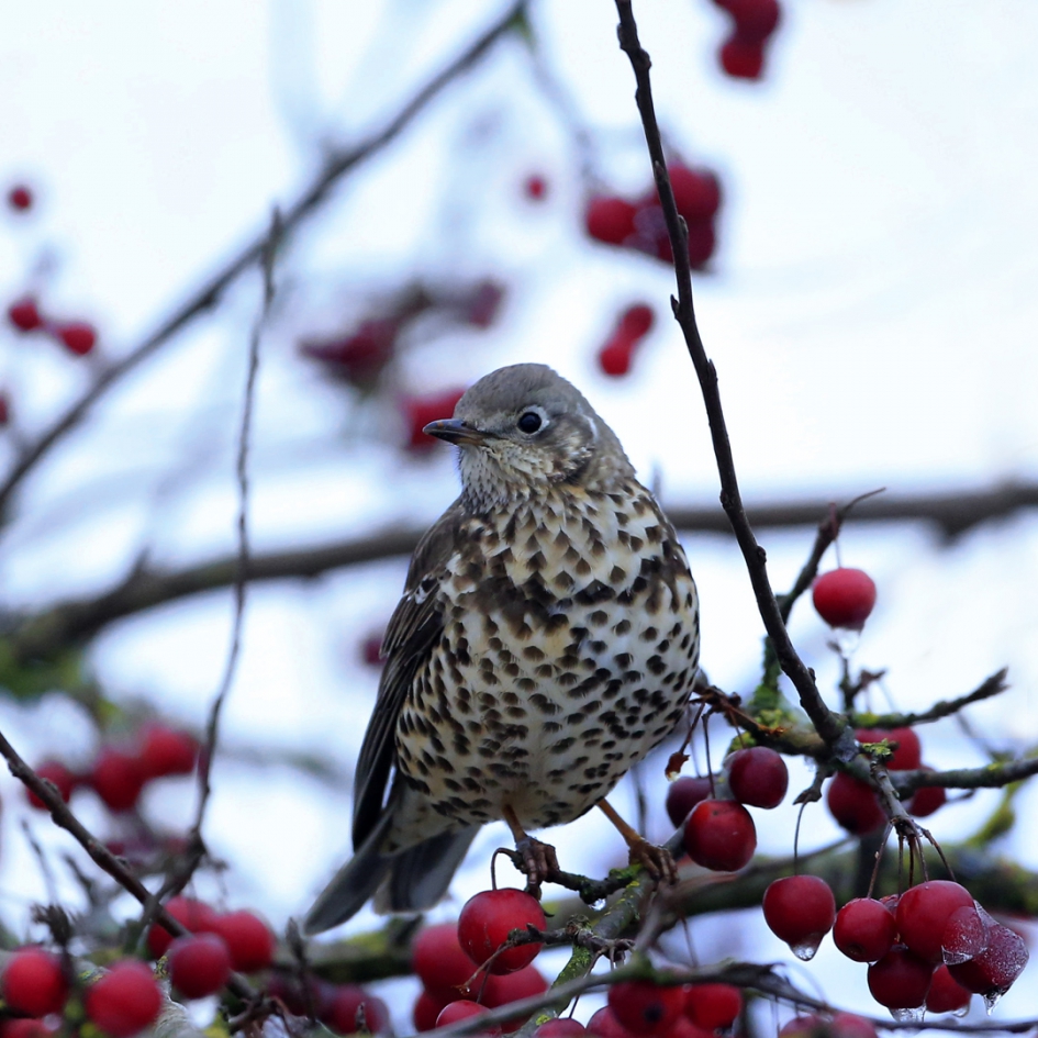 Grote Lijster - Vogels - Grote Lijster