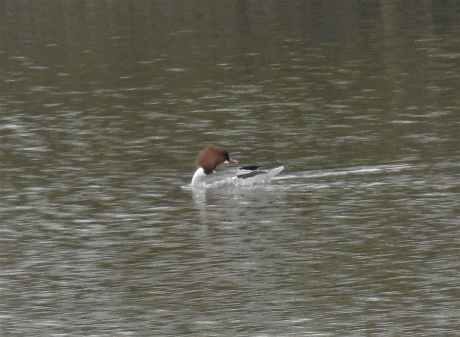 Grote zaagbek vrouw - Vogels - Grote zaagbek
