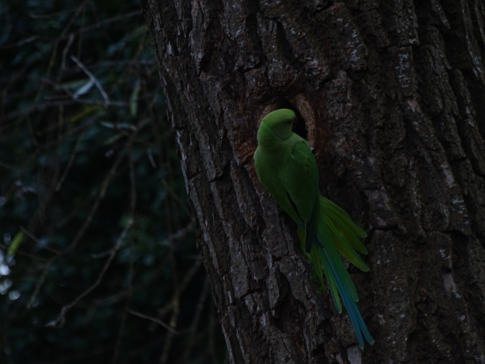 halsbandparkiet - Vogels - halsbandparkiet