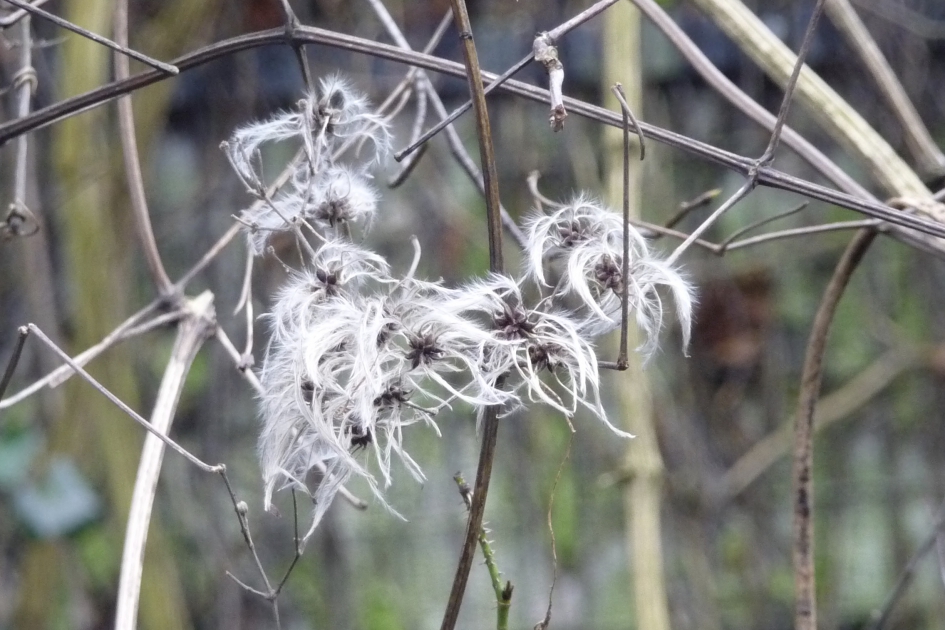 “Harig” - Planten - 