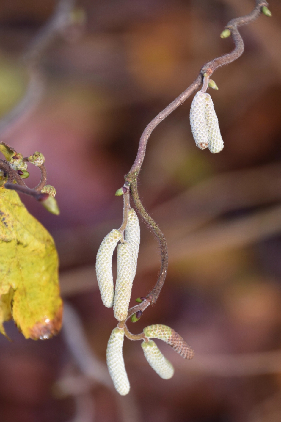 Hazelaar - Planten - 