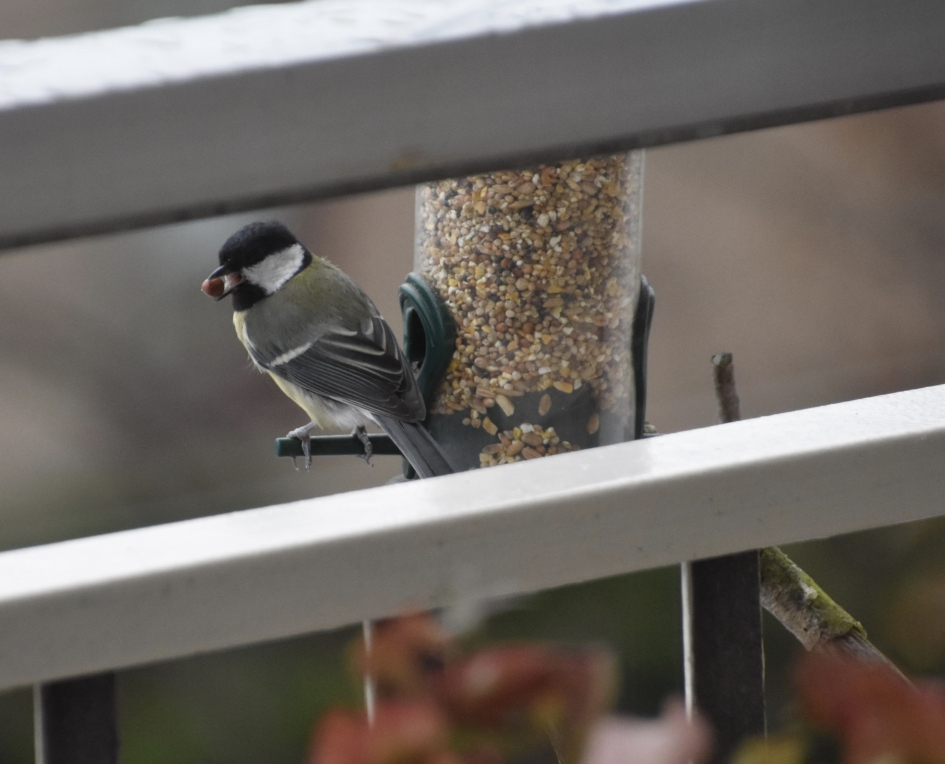 Hebbes... - Vogels - 