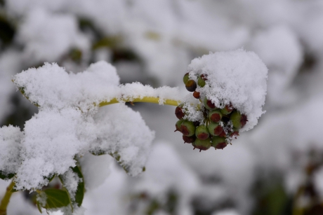 Hedera met sneeuwhoed