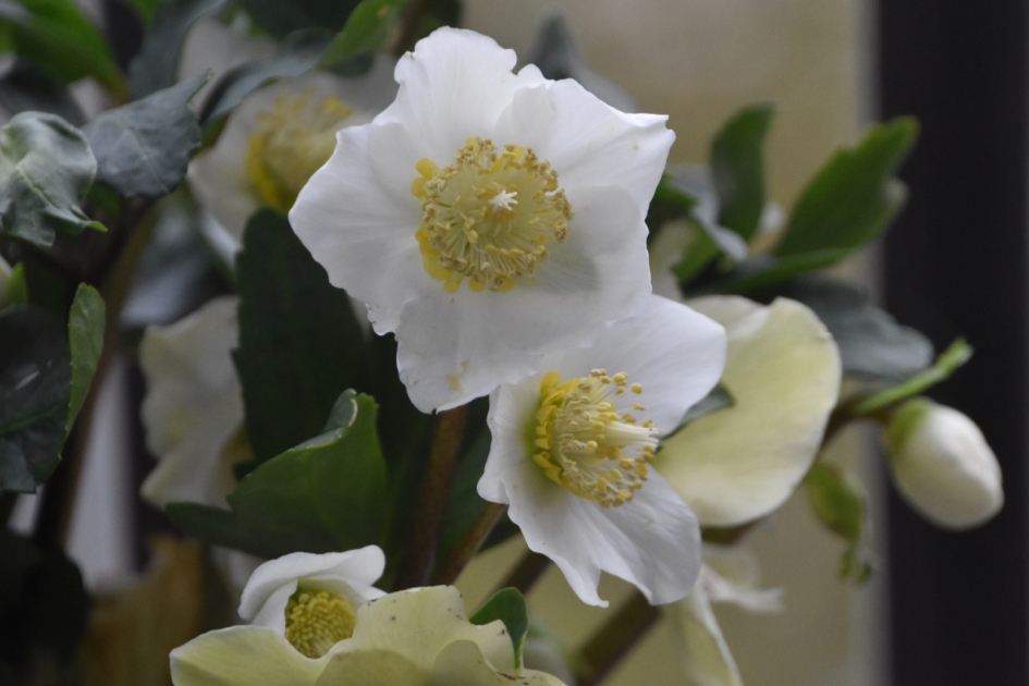 Helleborus - Planten - 