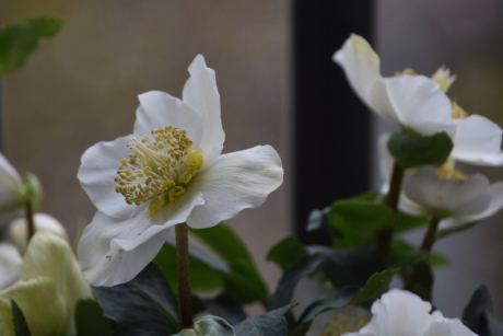 Helleborus