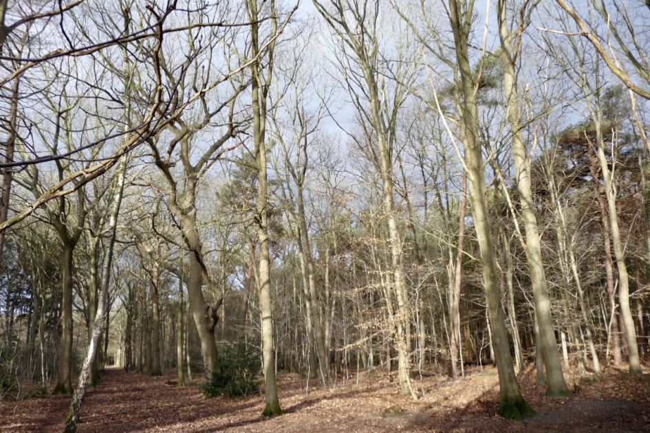 Het bos - Planten - 
