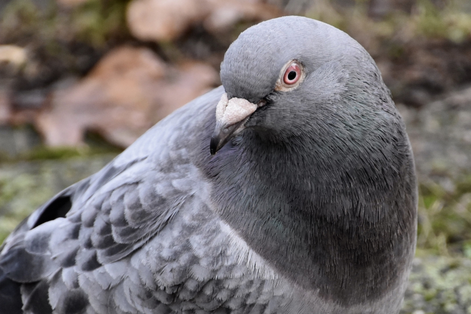 Holenduif of stadsduif - Vogels - 