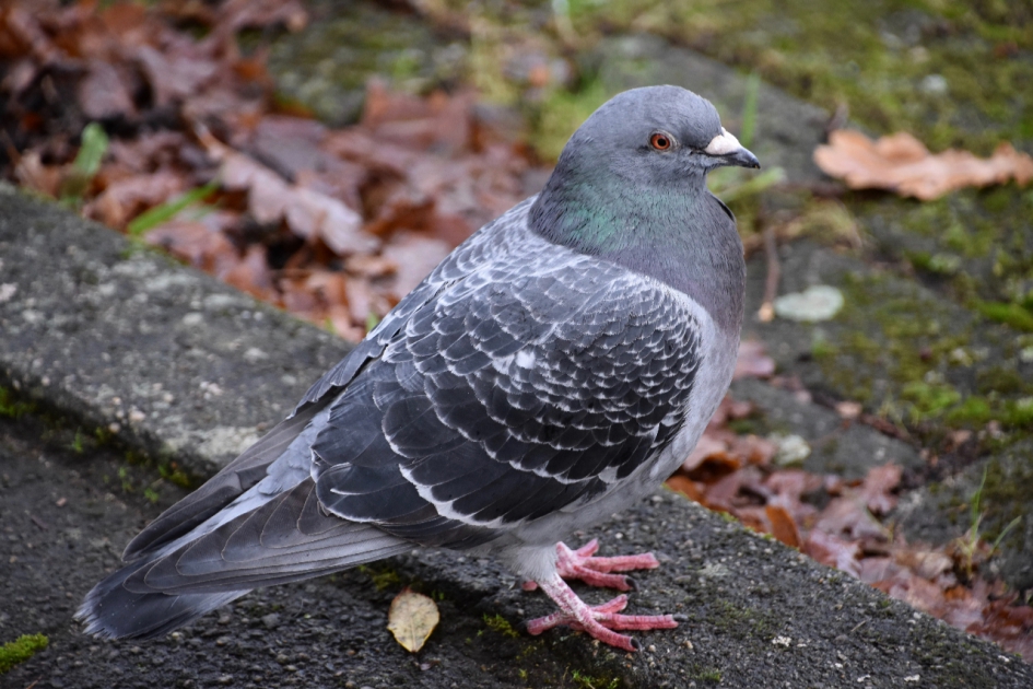 Holenduif of stadsduif - Vogels - 