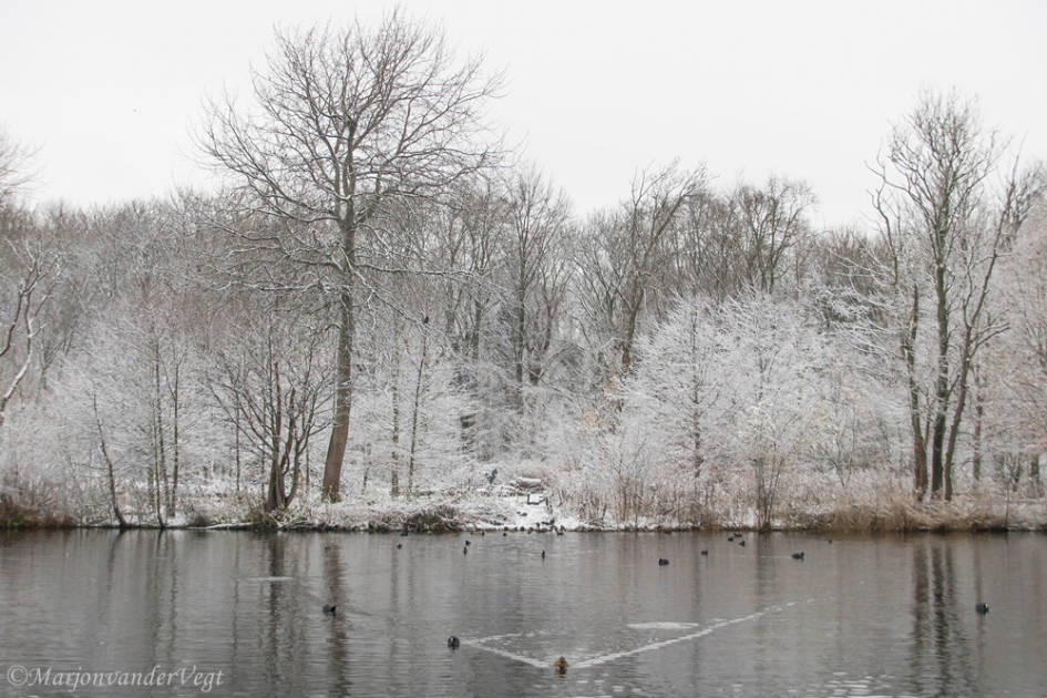 Hongerige eendjes - Vogels - Wilde eenden