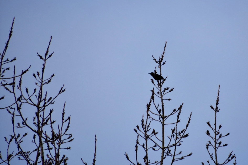 Hoog in top - Vogels - 