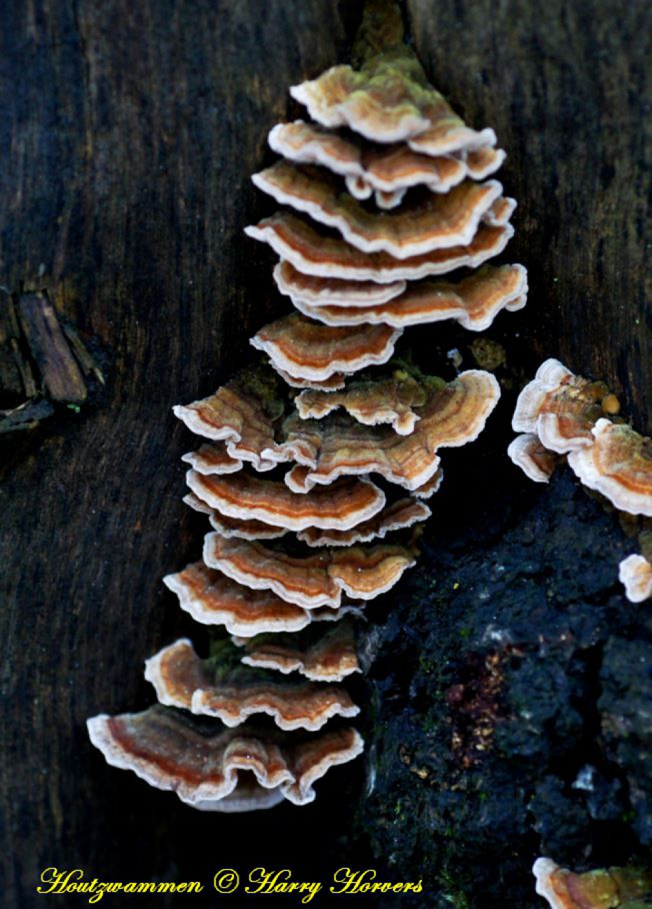 Houtzwammen - Schimmels - 