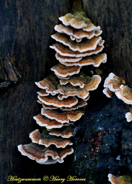 Houtzwammen