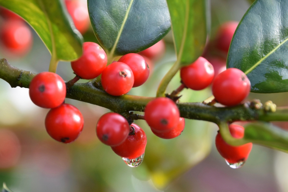 Hulstbessen - Planten - 