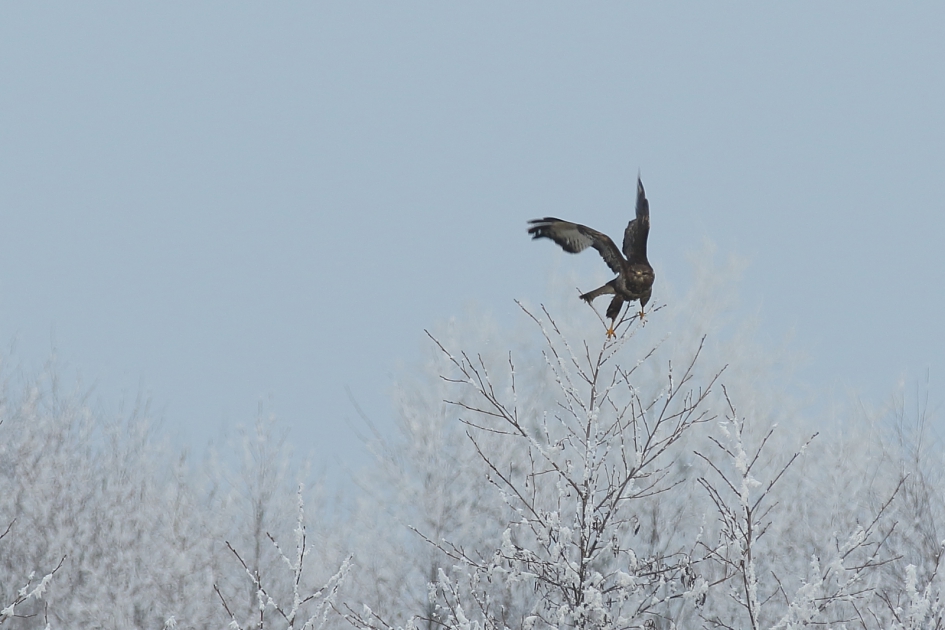 in balans.... - Vogels - 