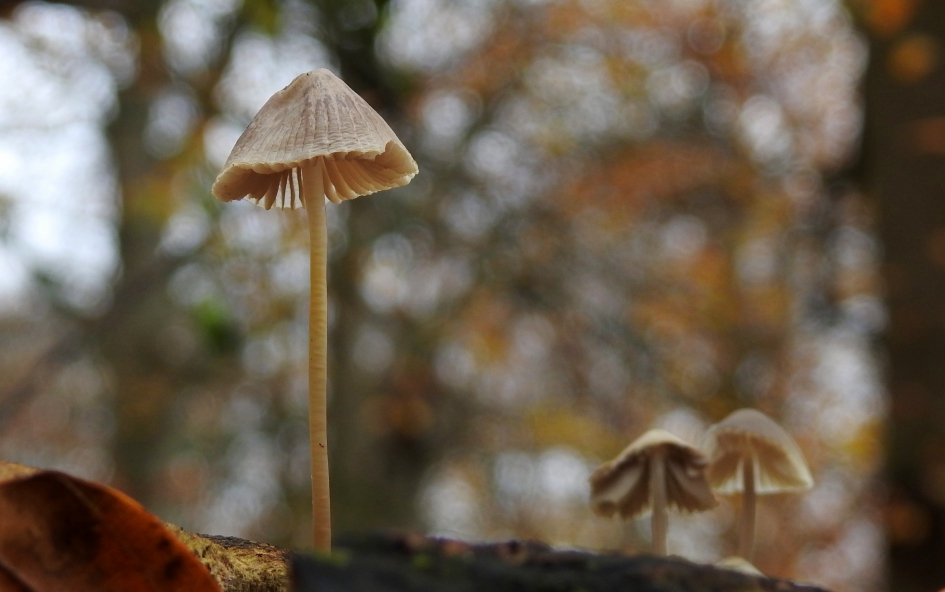 In de donkere dagen - Schimmels - Melksteelmycena