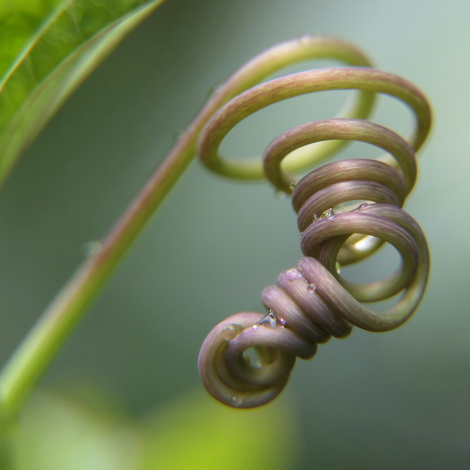 In de krul - Planten - Passiebloem
