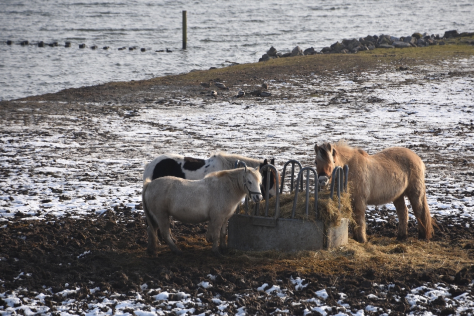 In de uiterwaarden van de Lek - Zoogdieren - 