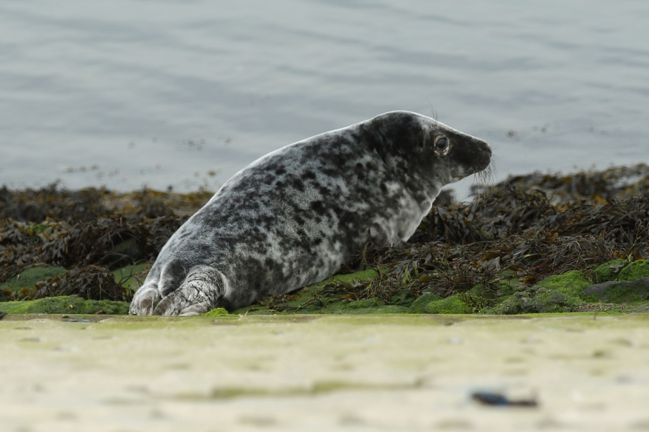 jonge grijze zeehond - Zoogdieren - 